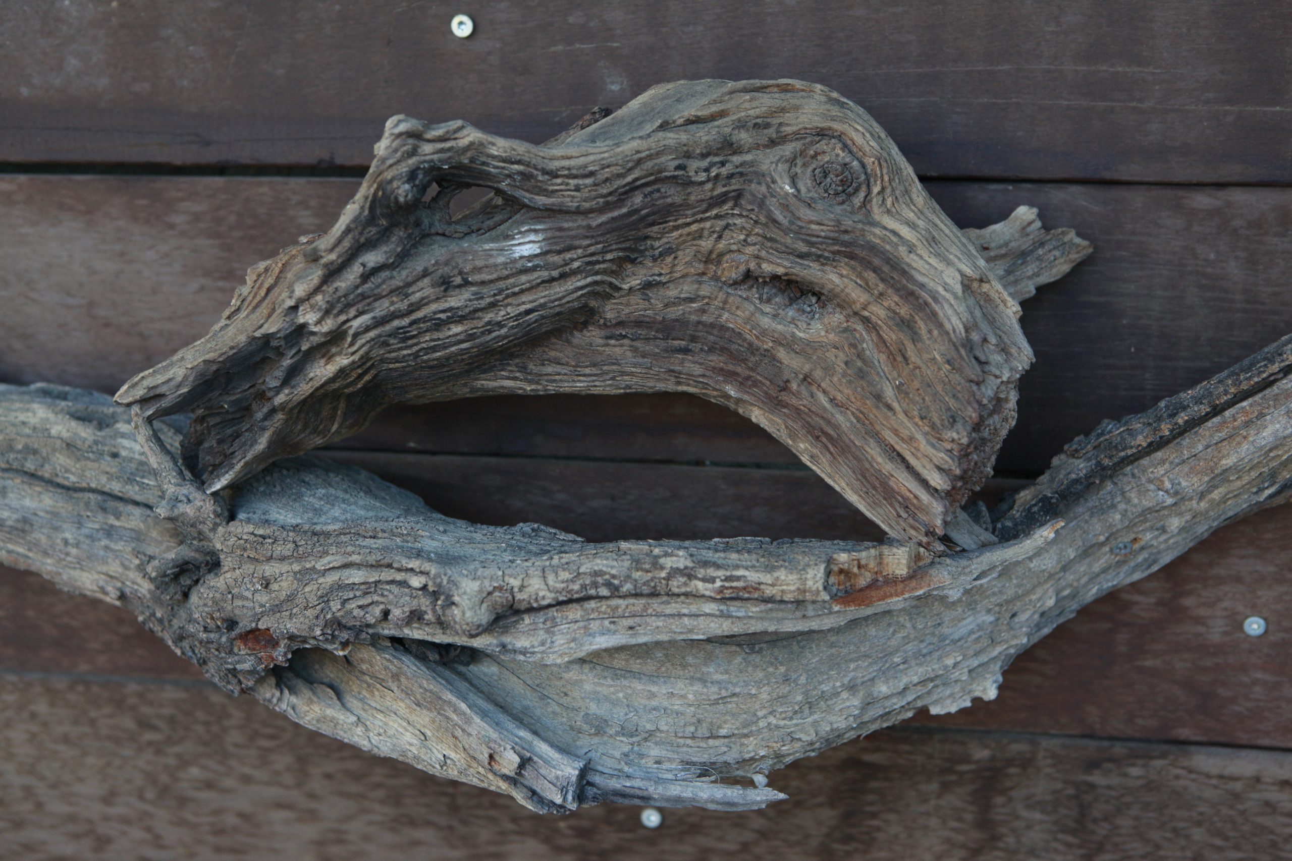 Wooden dinosaur fossile